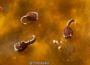 Juvenile Lumpsuckers.  About .5 cm long!
Puget Sound, WA... by Tom Radio 